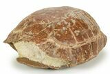 Adorable, Inflated Fossil Tortoise (Stylemys) - South Dakota #373011-1